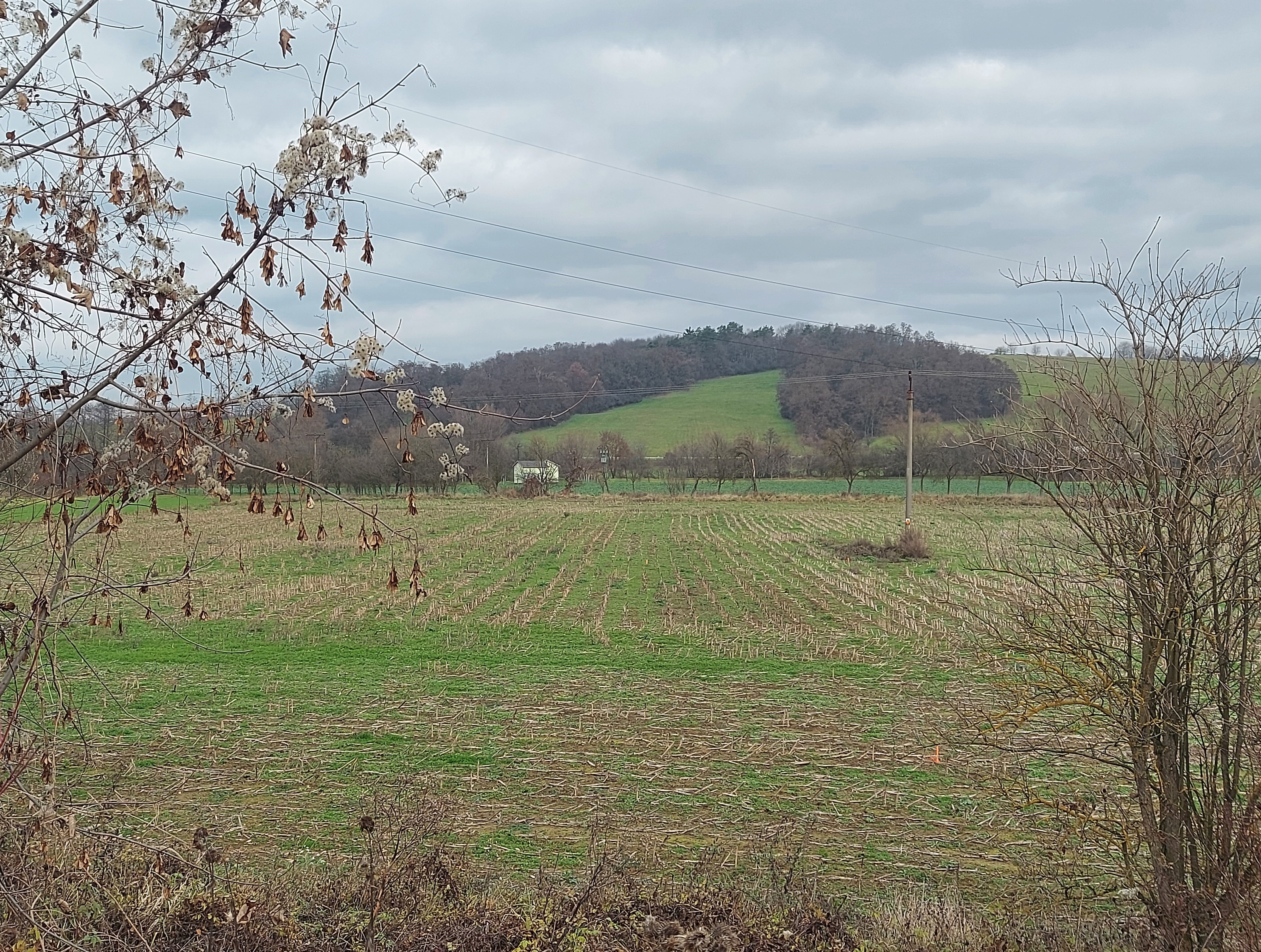 PREDAJ: POZEMOK - orná pôda - BELUŠA: 13.-€/m2
